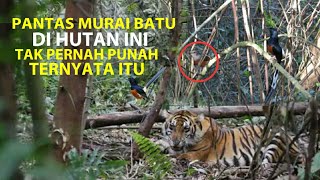 Pantas❗Murai Batu di Hutan Ini Gak Bakal Punah, Mereka Punya Cara Pikat Sendiri