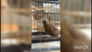 Hoét Mày Trắng đuôi cụt mái , âm thanh Trà Mi mái