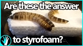 Worms can break down styrofoam in days instead of hundreds of years