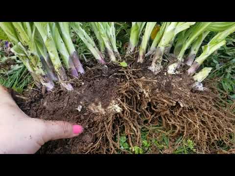 वीडियो: होस्टा का प्रत्यारोपण: होस्टा के पौधों का प्रत्यारोपण कैसे करें