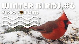 Birds For Cats To Watch - Winter Birds #6: N.cardinal, Sparrows, M.doves, Dark-Eyed Junco, Finches.