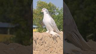 Big Size Shiraji Pigeon #pigeon #kabutar #birds #pets