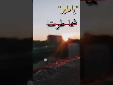 ياطير شما طرت