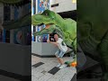 Fastest running ever getting away from t rex