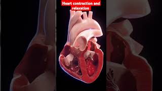 Contraction and relaxation of the heart #anatomy #doctor #love #pregnant