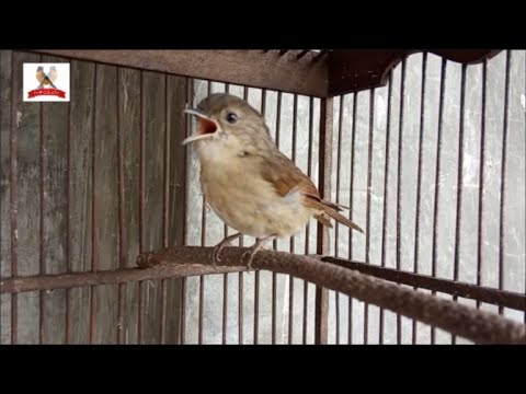MASTERAN BURUNG JAWARA | MASTERAN KOMBINASI ROLL TEMBAK DAN CERECETAN KASAR