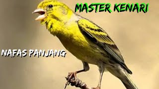 MASTERAN KENARI GACOR NAFAS PANJANG TERBARU