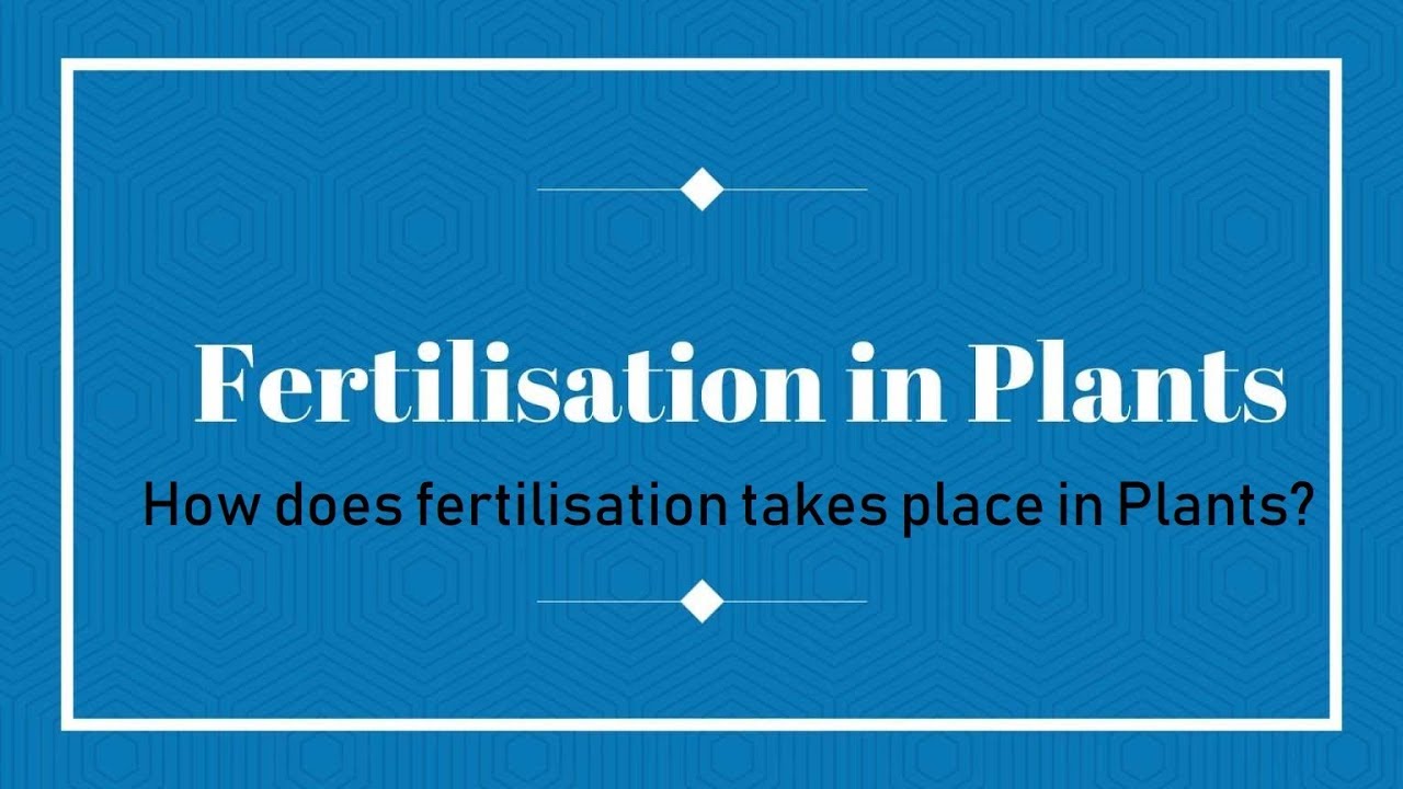Fertilization in Plants How does fertilisation takes place in Plants ? Essential Science
