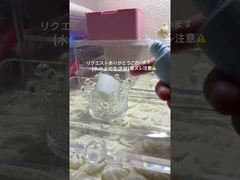 #生活音 #生活音asmr #人気になりたい #リクエスト募集中 #チャンネル登録お願いします #音ずれ注意