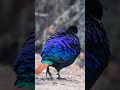 Seven colours Bird 🌈#Nature #Wildlife #NatureLovers #NaturePhotography #Animals #WildlifePhotography