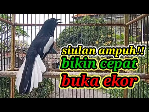 suara burung kacer gacor memanggil lawan ampuh buat pancingan