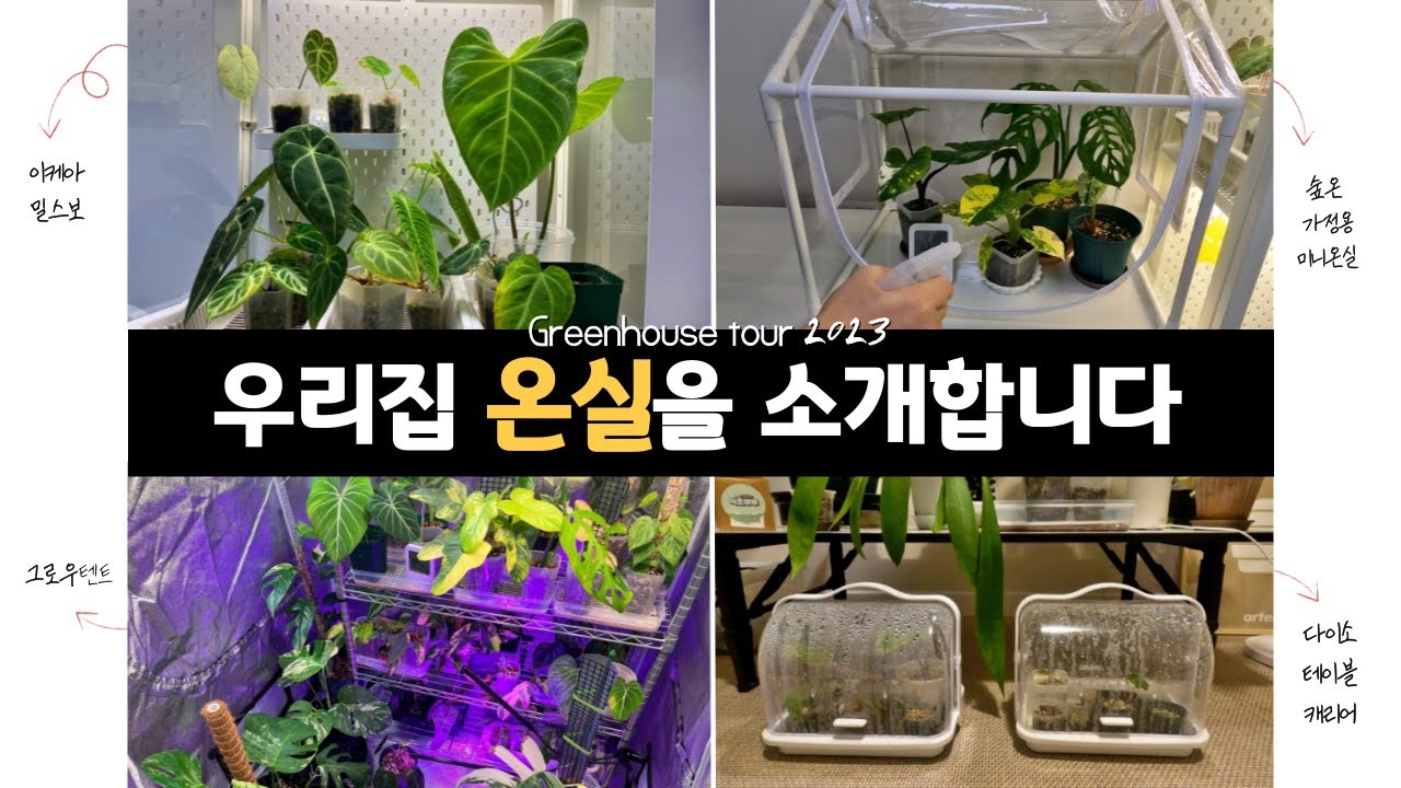 직접 사용해 본 식물온실 I 이케아밀스보(IKEA MILSBO) I 그로우텐트(GROWTENT) I 미니비닐하우스 I 다이소(My Houseplant Greenhouse Tour)