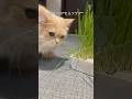 猫草の効果とは?【おうちで育てる猫の生野菜】 #猫のいる暮らし #栽培キット
