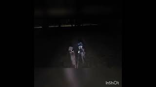 night walk