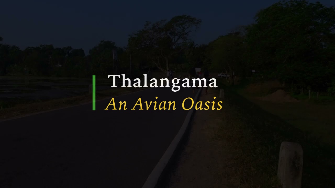 Thalangama: an Avian Oasis