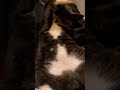 This is baby Adventure Cat