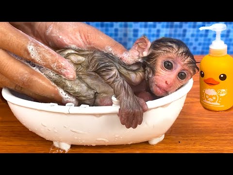 Bebé Mono BonBon Se Baña En La Casa y Come Pizza Deliciosa - MONO BONBON ESP