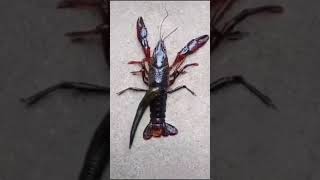 Why you should never eat crawfish 😳 #shorts