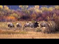 Nature: Grand Teton National Park