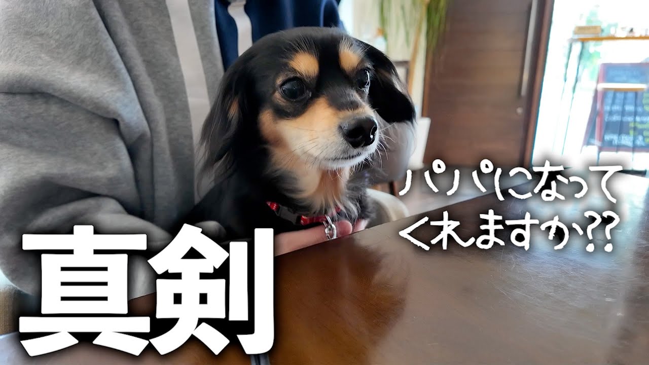 男性が苦手なチワックス、パパ候補とお見合い - YouTube