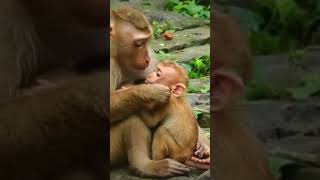 🐒🐒monkey video 🐒🐒. #trending #viral #monkey #shortvideo #funny