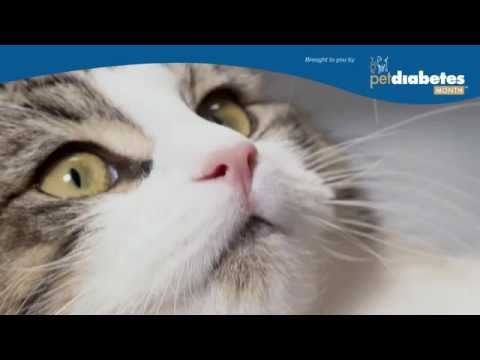 Video: Katten En Honden Krijgen Creditcardaanbiedingen