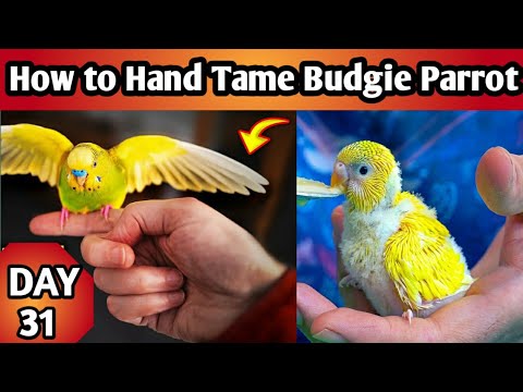 How to Hand