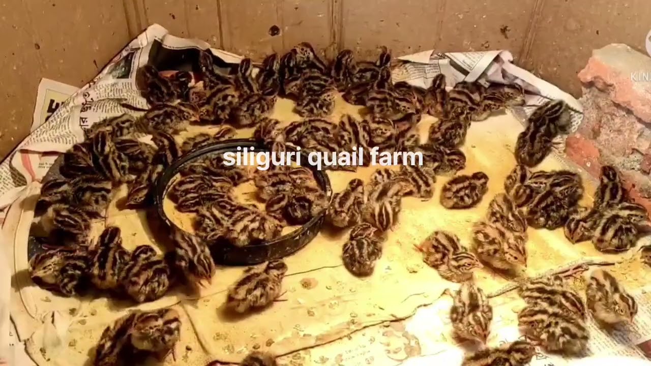 Quail brooding kivabe korbo | bater kaise brooding kare | 