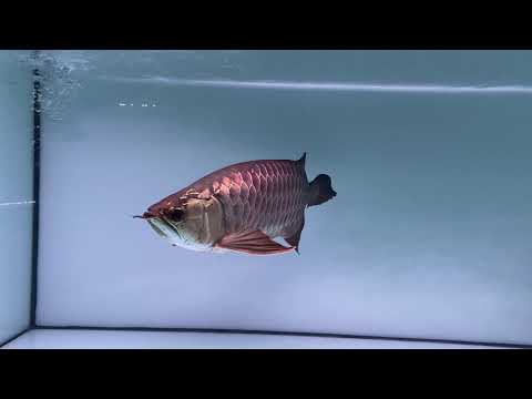 Video Quá bối Blue size 60cm ko một lỗi nhỏ !!! - youtube