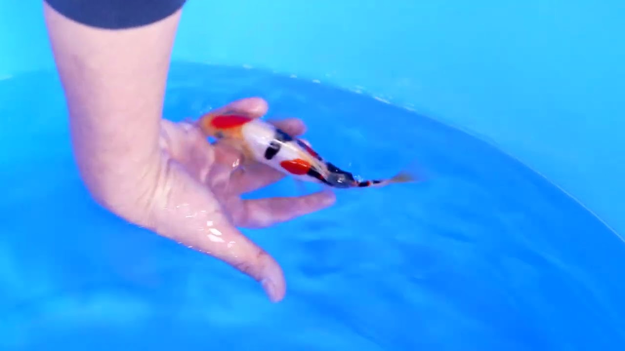 若鯉大会スペシャルオークション！】260302-174の出品鯉のご紹介