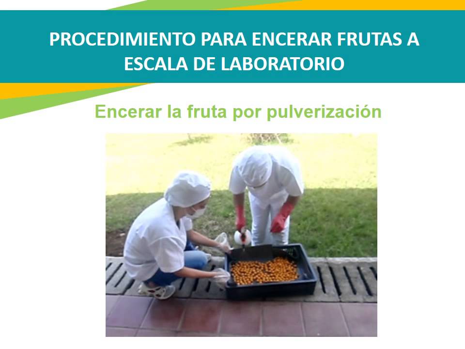 Procedimiento para encerar fruta en el laboratorio - YouTube