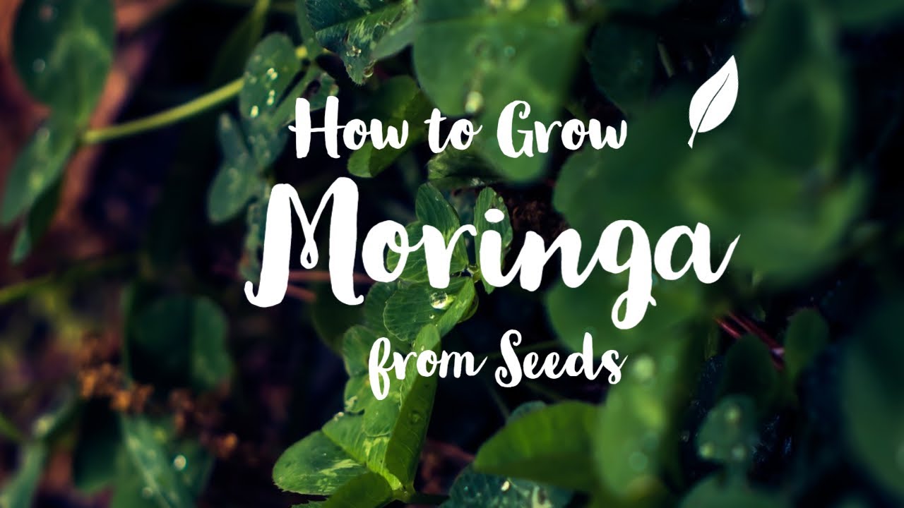 How to grow Moringa Plant From Seeds Easy Way with Paper Towel Method