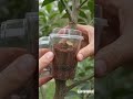 I Used Aloe Vera to Grow Roots on a Bonsai Branch — Results in 21 Days!