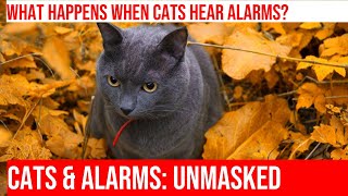 Watch Cats React to Alarm Clocks: Morning Antics! by Kitty Cat's Corner 512 views 1 month ago 4 minutes, 49 seconds