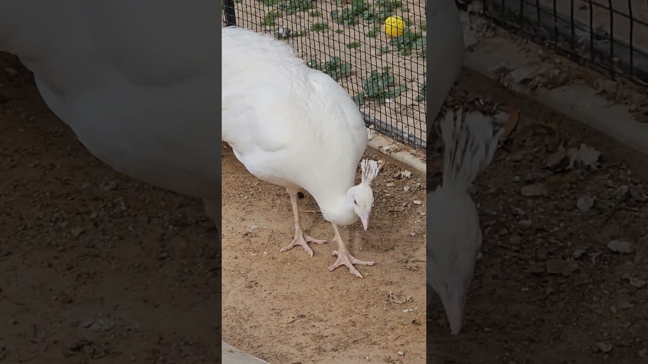 Beautiful White Peacock Display! 🦚✨