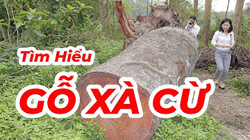Tìm Hiểu Về Gỗ Xà Cừ ?