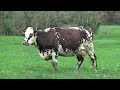 Oreillette une vache normande grie du prochain salon de lagriculture  afp