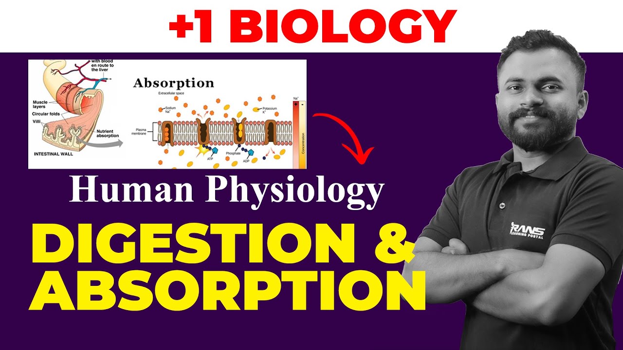 Plus OneBiology: Digestion and Absorption | Yaseen Sir | Rans Plus One ...