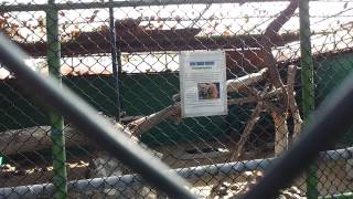 Spurr-Thighed Tortoise At Dubai Museum. 19.12.2012