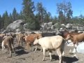 La tradición del vaquero en Baja California (Clip 4)
