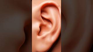 Die Akustik-Festung: Das Menschliche Ohr 👂🔊 | Makro Vision #shorts #zoom #fantasie