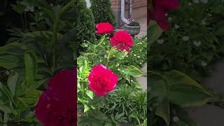 Flower and animal video in 4K HDR10+ while walking the neighbourhood - 20260607 110716