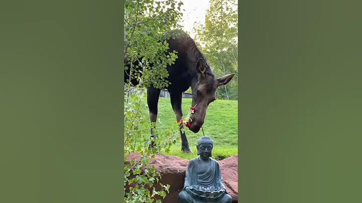 Moose drinking hummingbird nectar