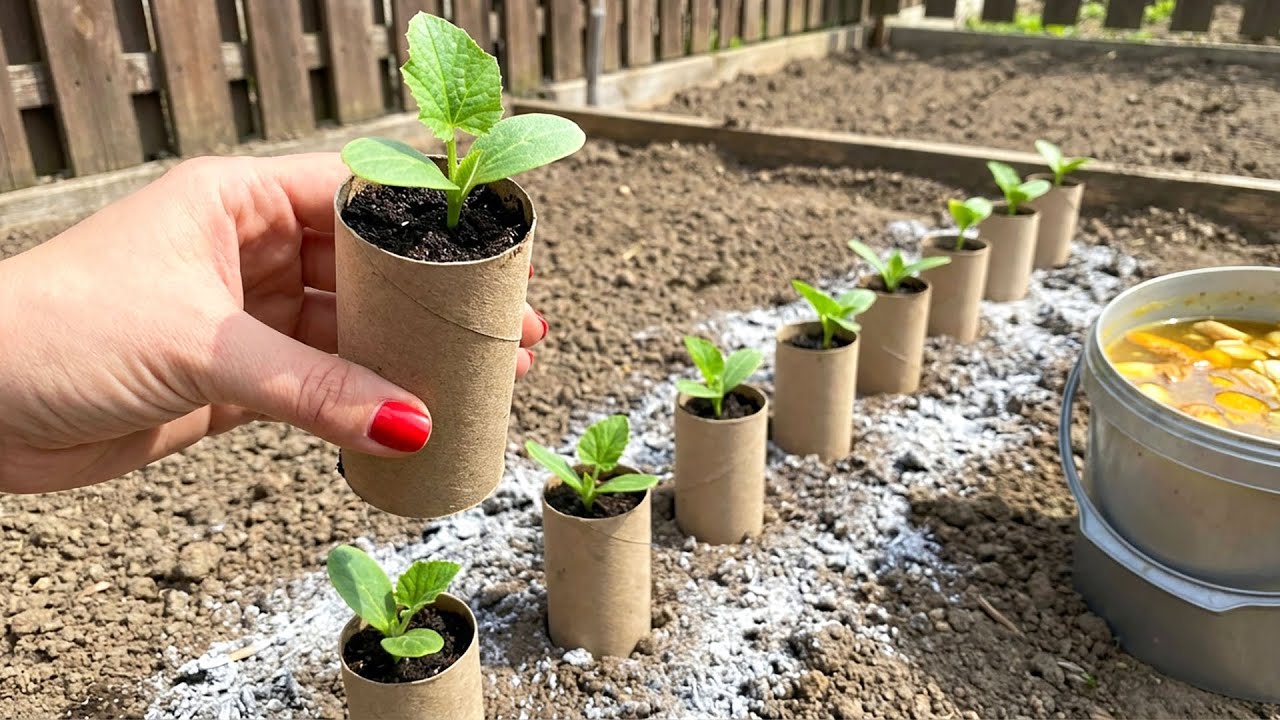 Не сажайте семена цуккини, пока не увидите этот трюк, который принесет вам богатый урожай!