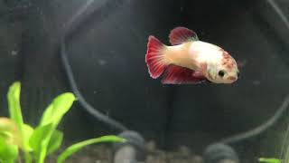 Feisty Half Moon Female Betta Swimming Around!