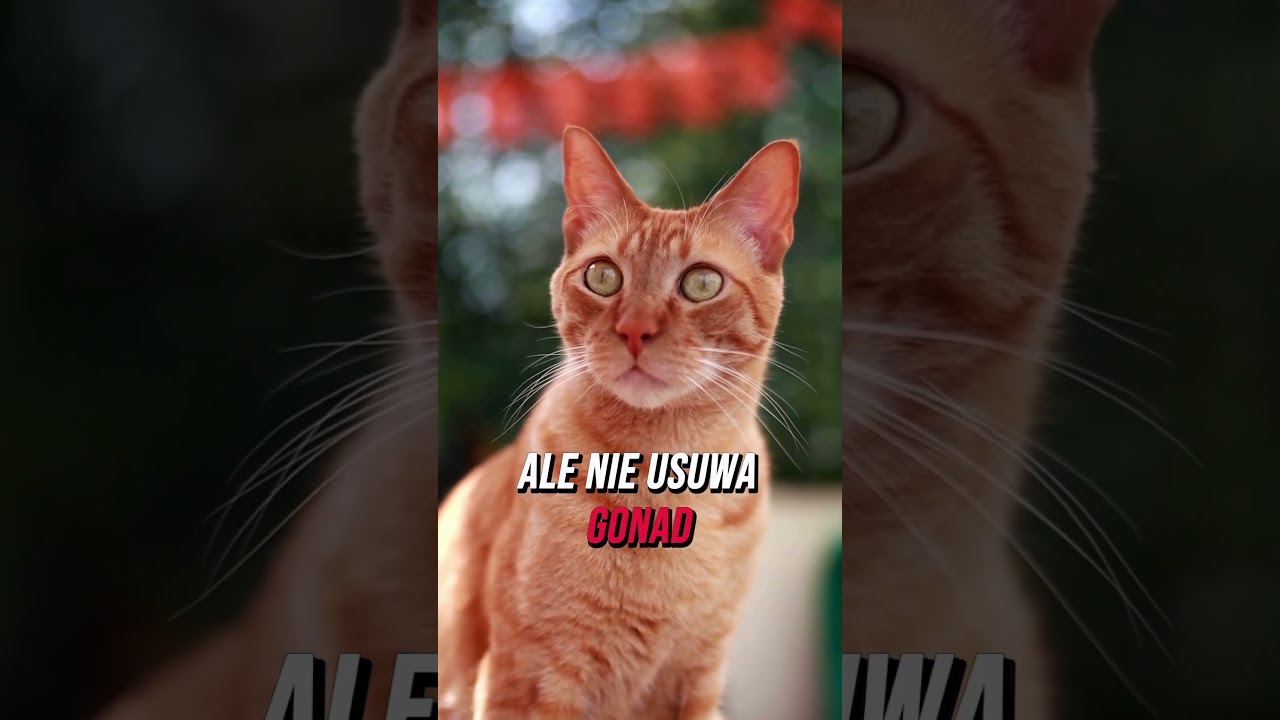 Różnice pomiędzy kastracją a sterylizacją