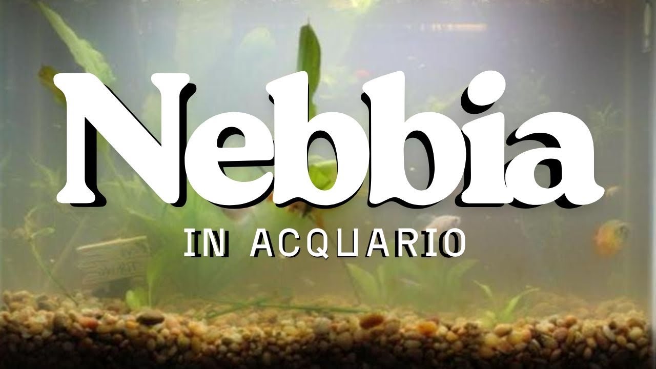 Nebbia batterica - Acqua bianca in acquario - YouTube