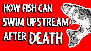 Dead Rainbow Trouts can swim UPSTREAM!  | #VeritasiumContest