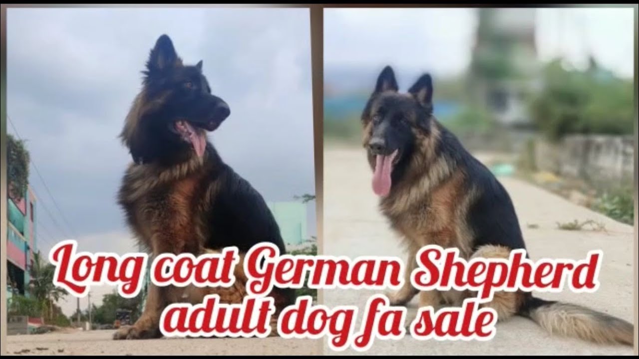 Long coat German Shepherd male adult dog fa saleSold out tirupatidog