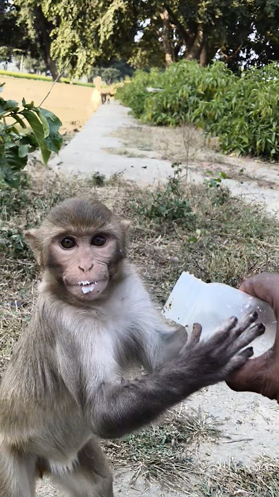 dudu pienge cute monkey baby 🍼🍼 0008989 #monkeyvideo